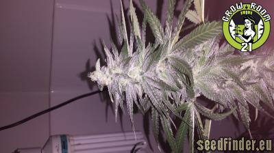 Bild von Phantom of the Cookies