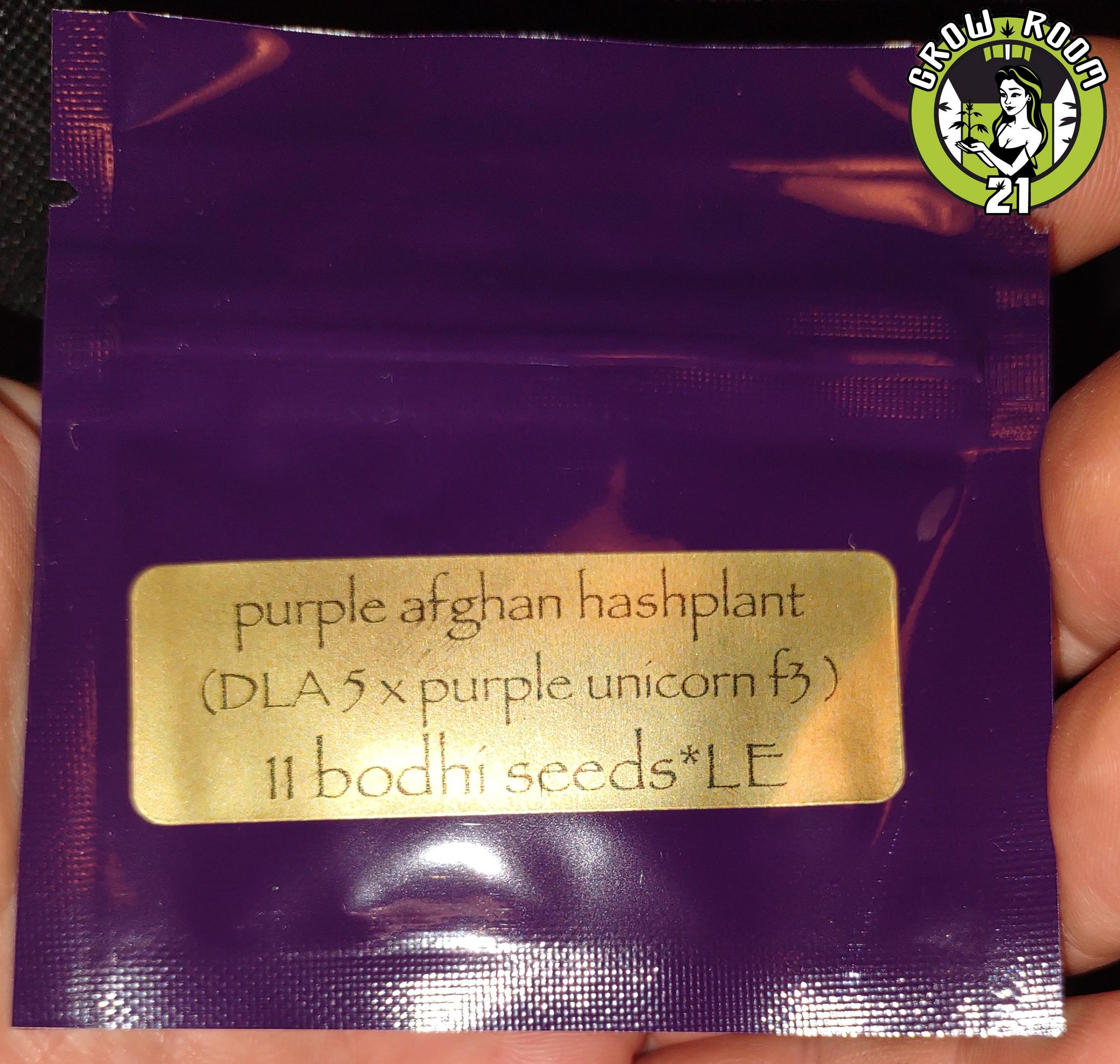 Bild von Purple Afghan Hashplant