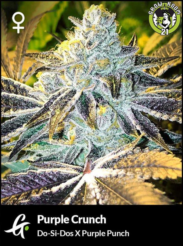 Bild von Purple Crunch