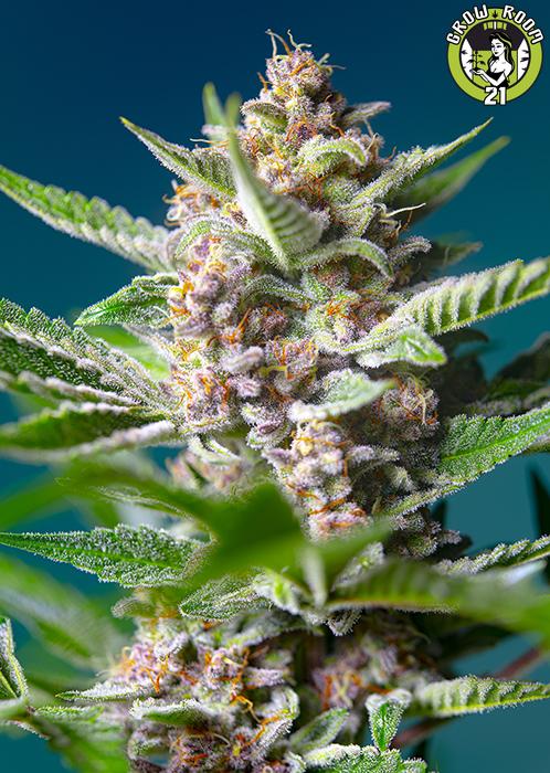 Bild von Purple Punch OG