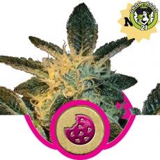 Bild von Seeds Royal Cookies