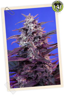 Bild von Bloody Skunk Auto