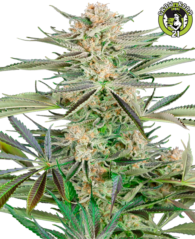 Bild von Screwdriver OG