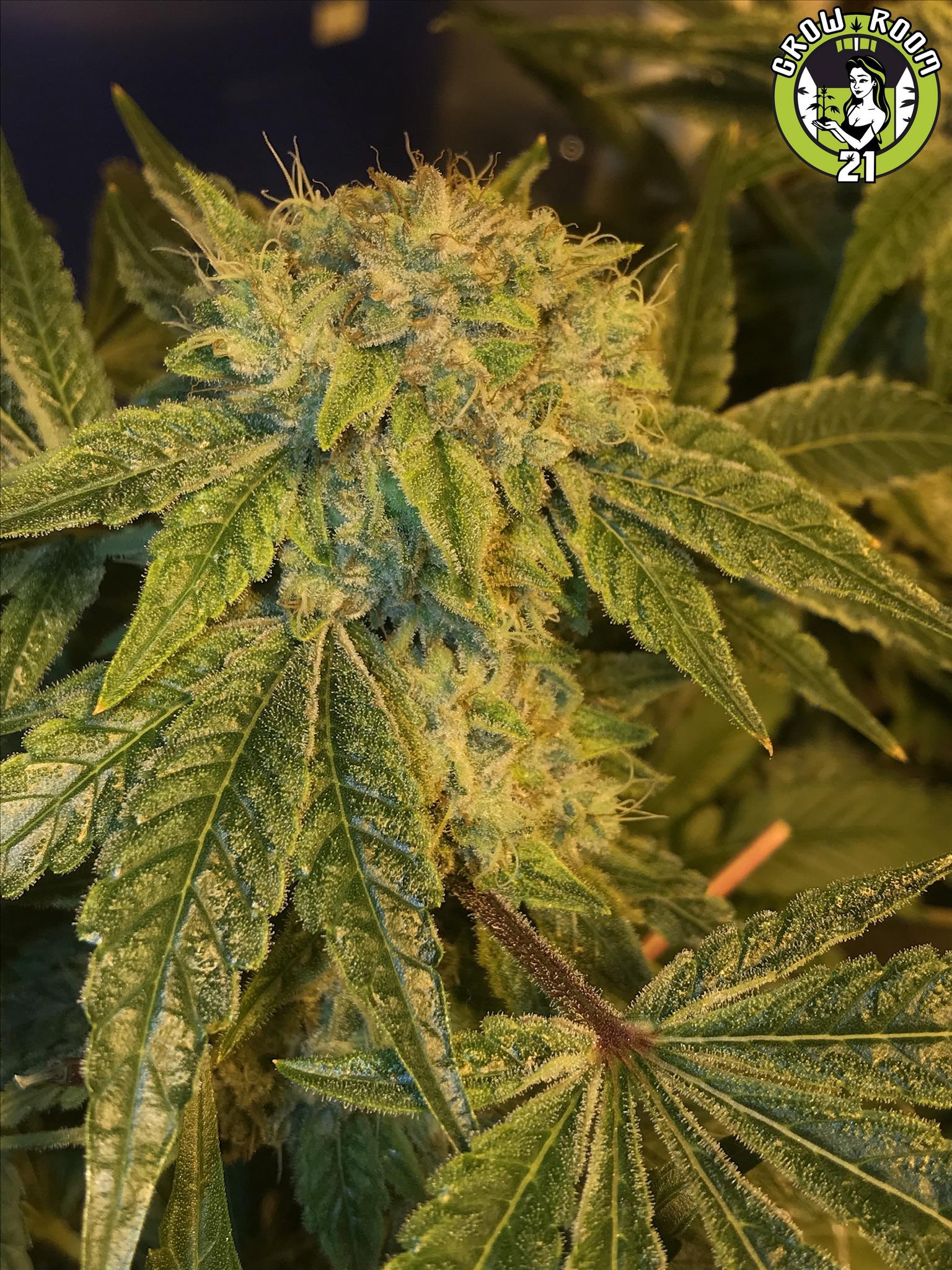 Bild von Sour Punch