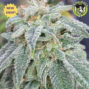 Bild von Strawberry Guava Auto