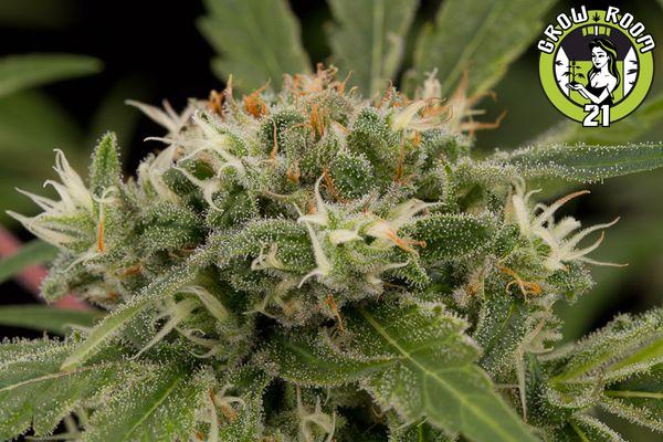 Bild von Original Strawberry Cough