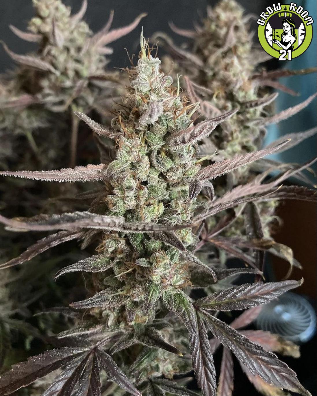 Bild von Substance D