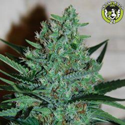 Bild von White Lavender