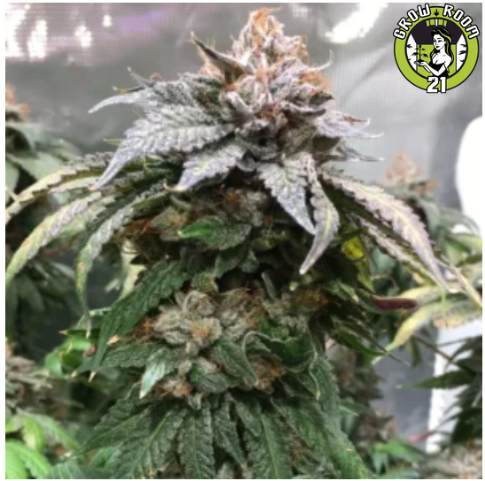 Bild von Pre 98 Bubba Kush