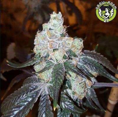 Bild von Thin Mint Girl Scout Cookies