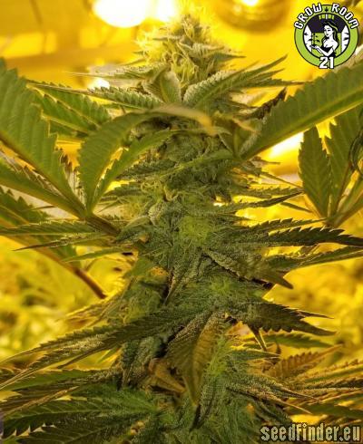 Bild von Tropical Starburst