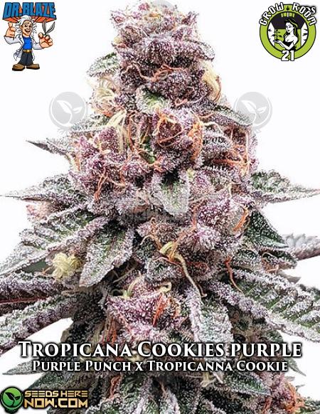 Bild von Tropicana Cookies Purple