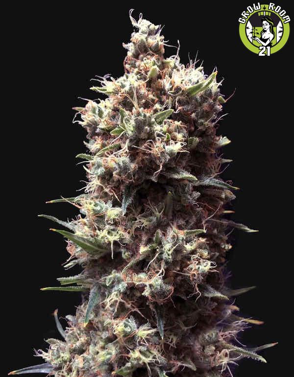 Bild von Tropicana Cookies Purple