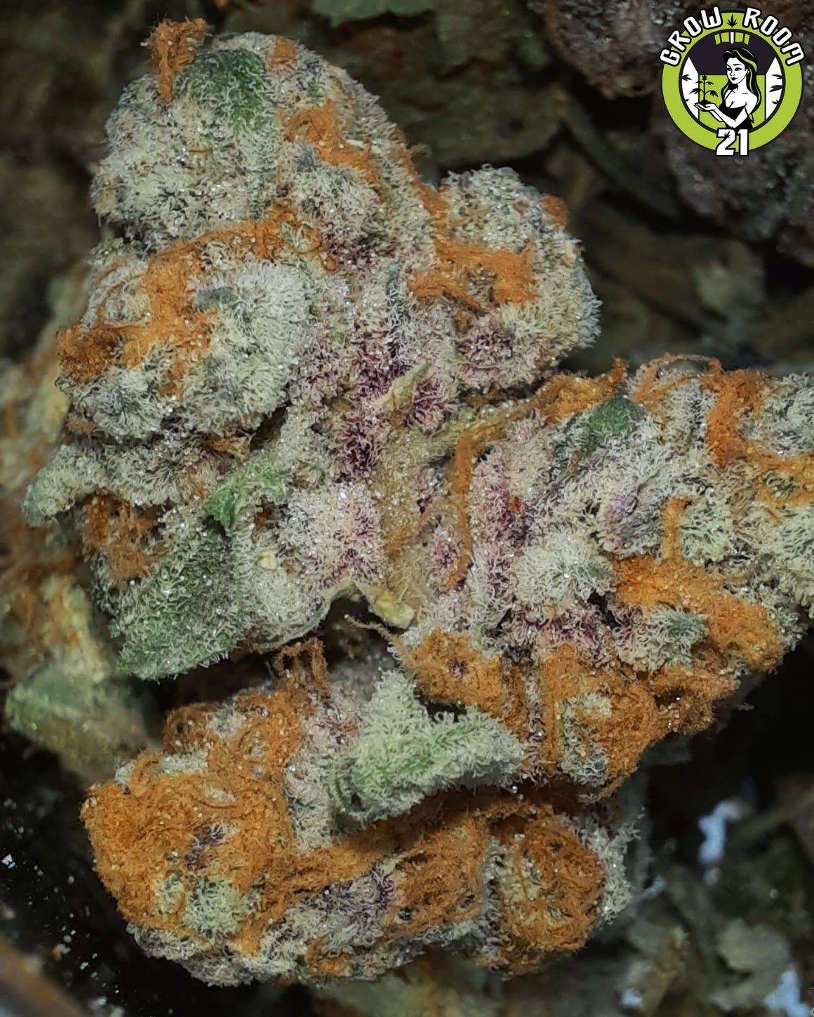 Bild von Tropicanna Punch F3