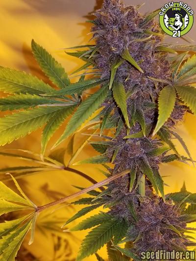 Bild von Black Cherry Soda
