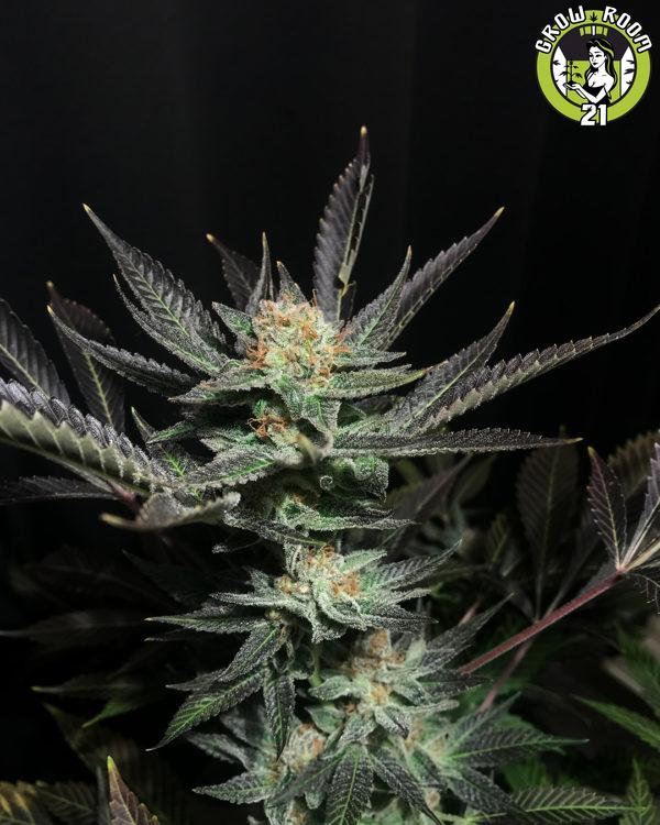 Bild von Lavender OG