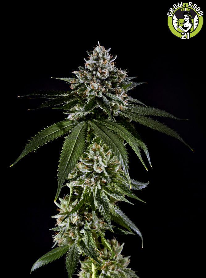 Bild von Fire OG