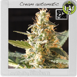 Bild von Cream Automatic