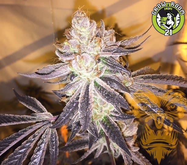 Bild von Auto GSC