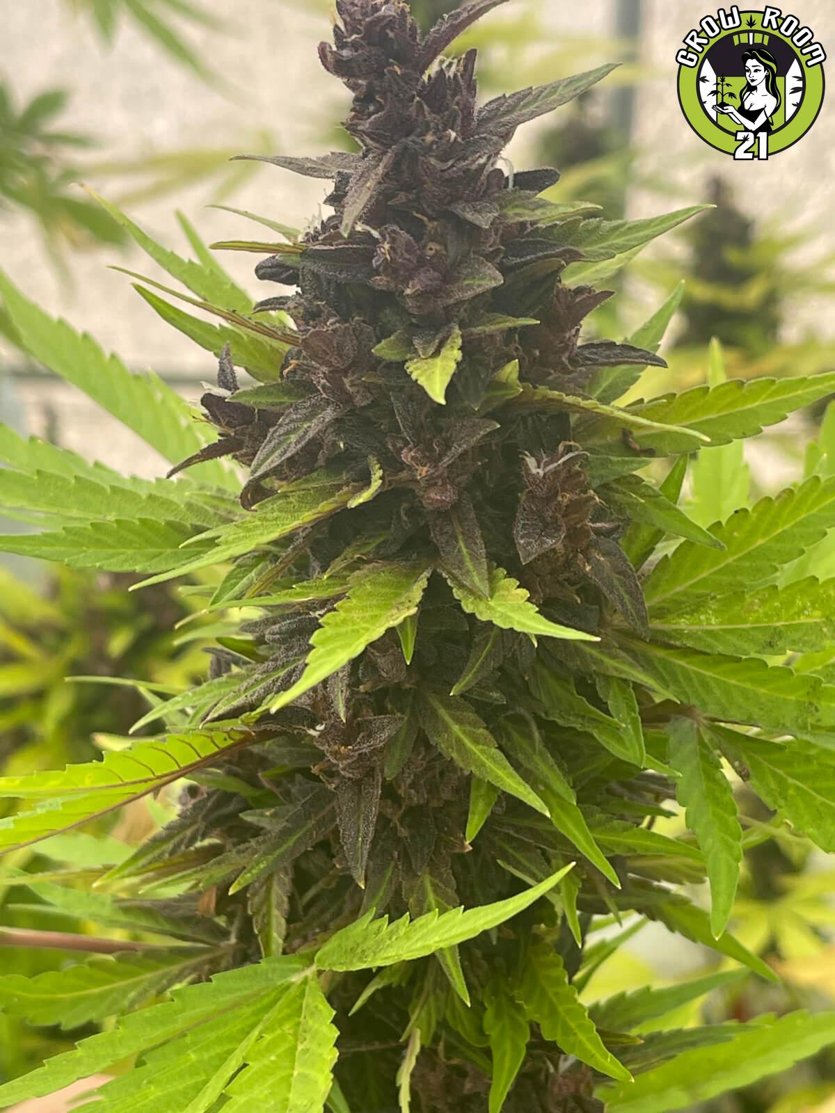 Bild von Auto Purple Rich CBD