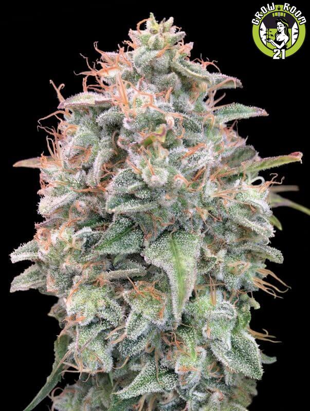 Bild von Banana Cookies