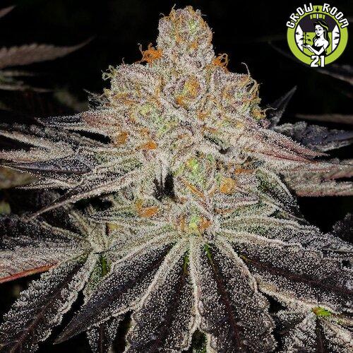 Bild von Purple Zkittlez RBX