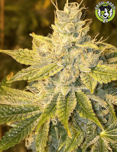 Bild von Chemodo Breath