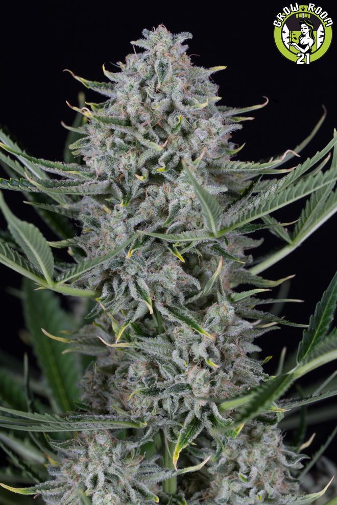 Bild von Cookies Autoflowering