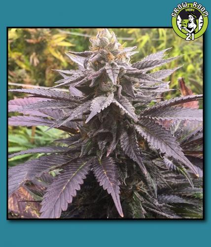 Bild von Cosmic Cookies