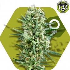 Bild von Crazy Cookies