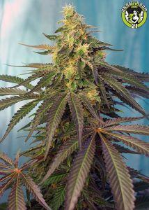 Bild von Cream Caramel CBD