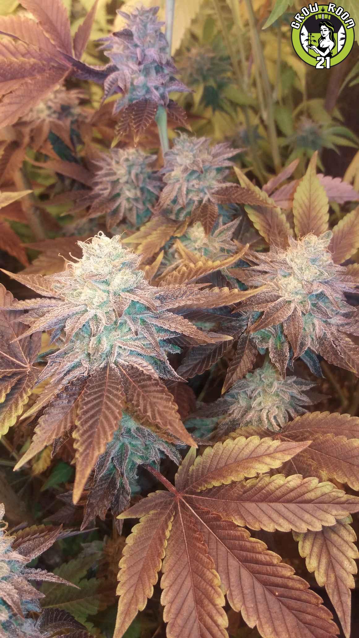 Bild von Magnum Breath