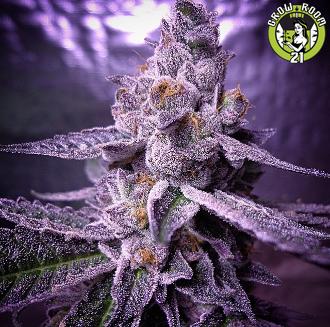 Bild von Girl Scout Candy BX1