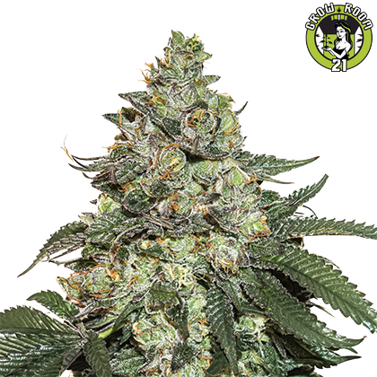 Bild von Girl Scout Cookies Autoflower