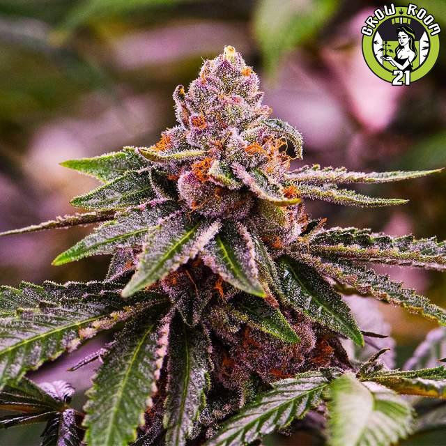 Bild von Girl Scout Cookies