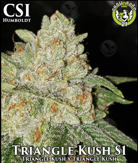 Bild von Triangle Kush
