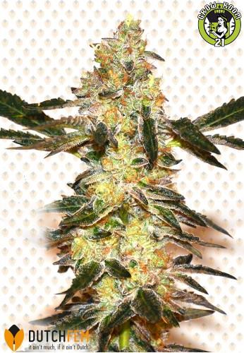 Bild von Girl Scout Kush