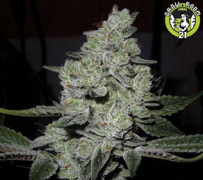 Bild von Gorilla Glue 4