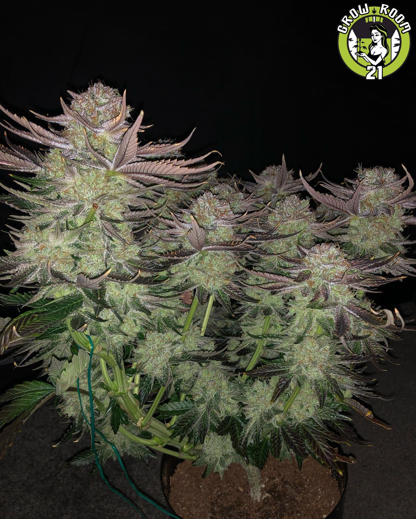 Bild von Grape Dragon