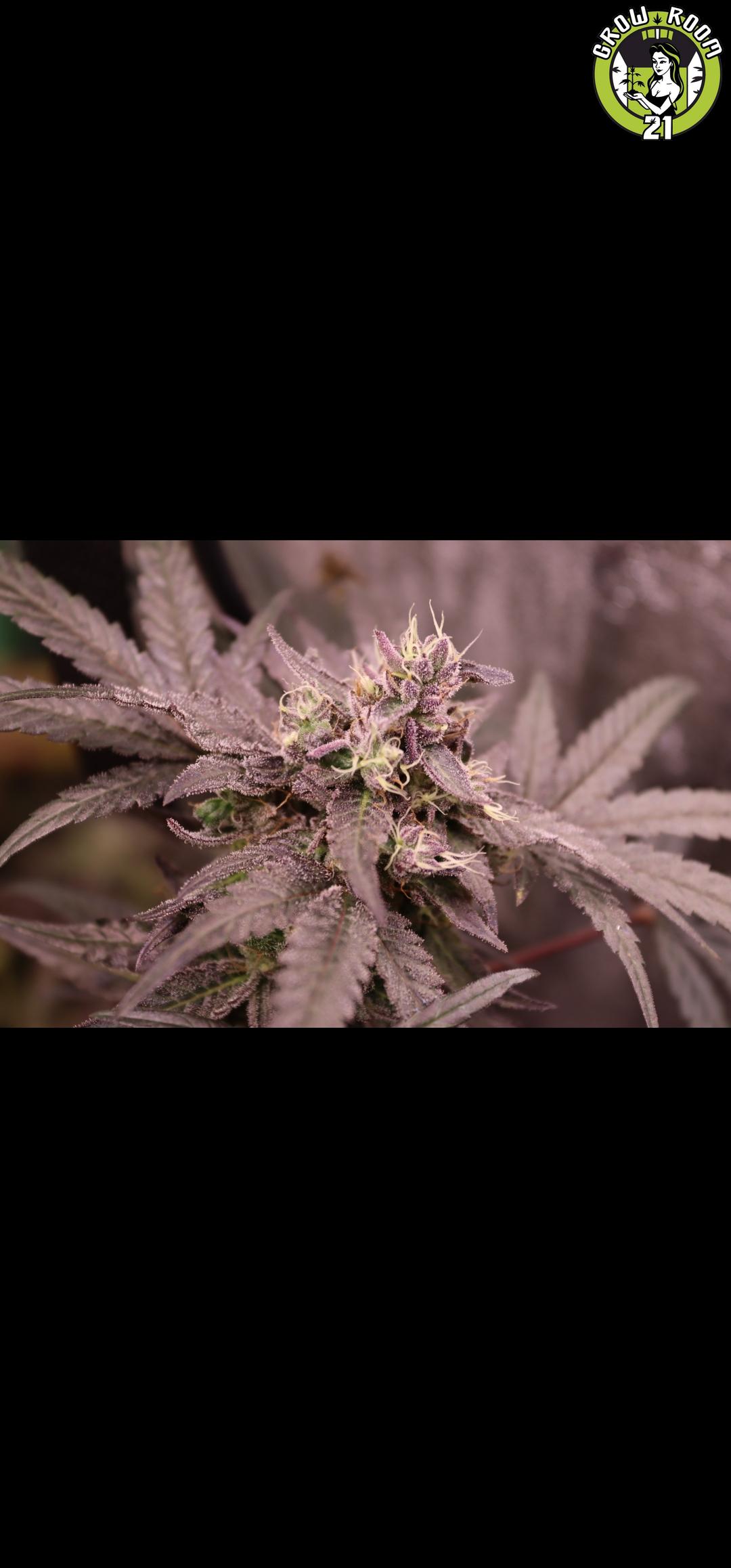 Bild von Grape Mac V2