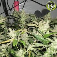 Bild von BC Rockstar