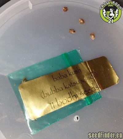 Bild von Baba Kush