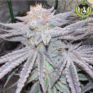 Bild von High Ball