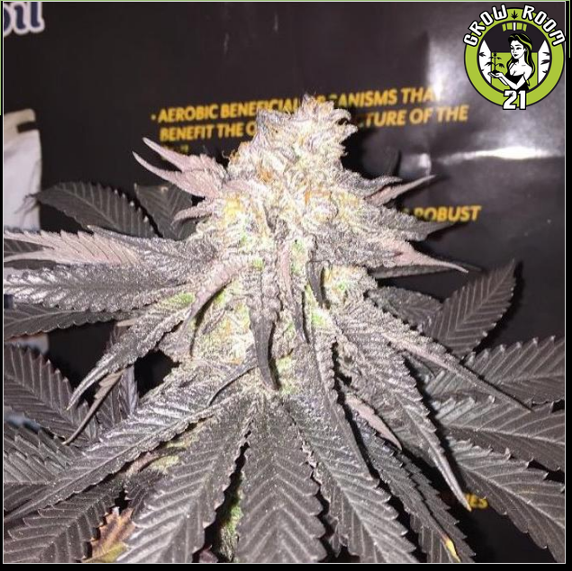 Bild von Imperial Star Destroyer