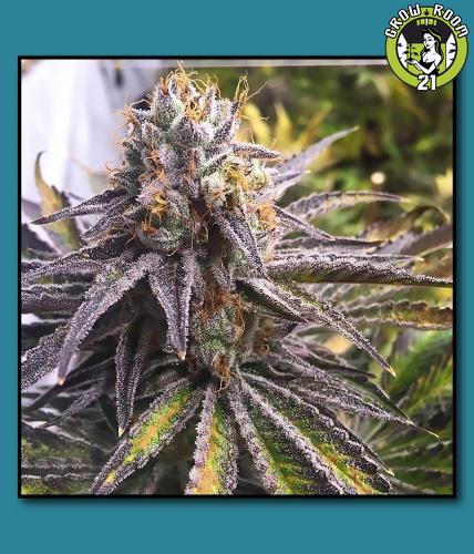 Bild von Key Lime Kush