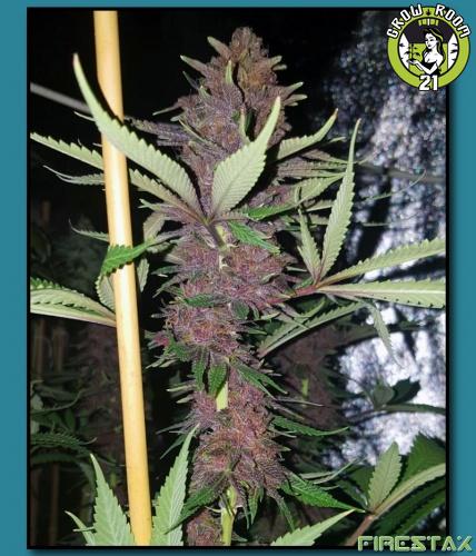 Bild von Kookies 91