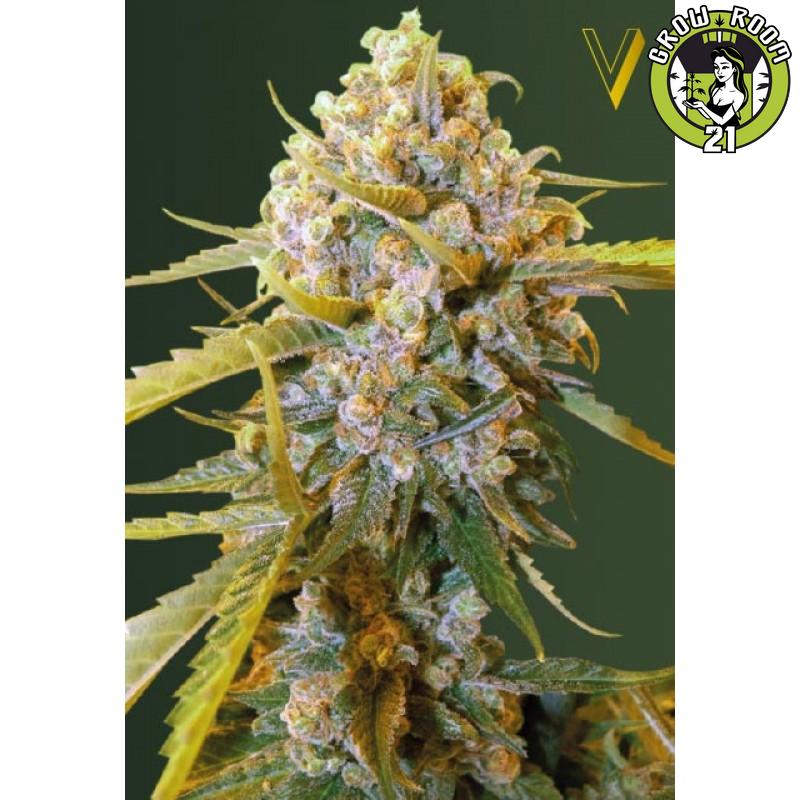 Bild von Biggest Bud