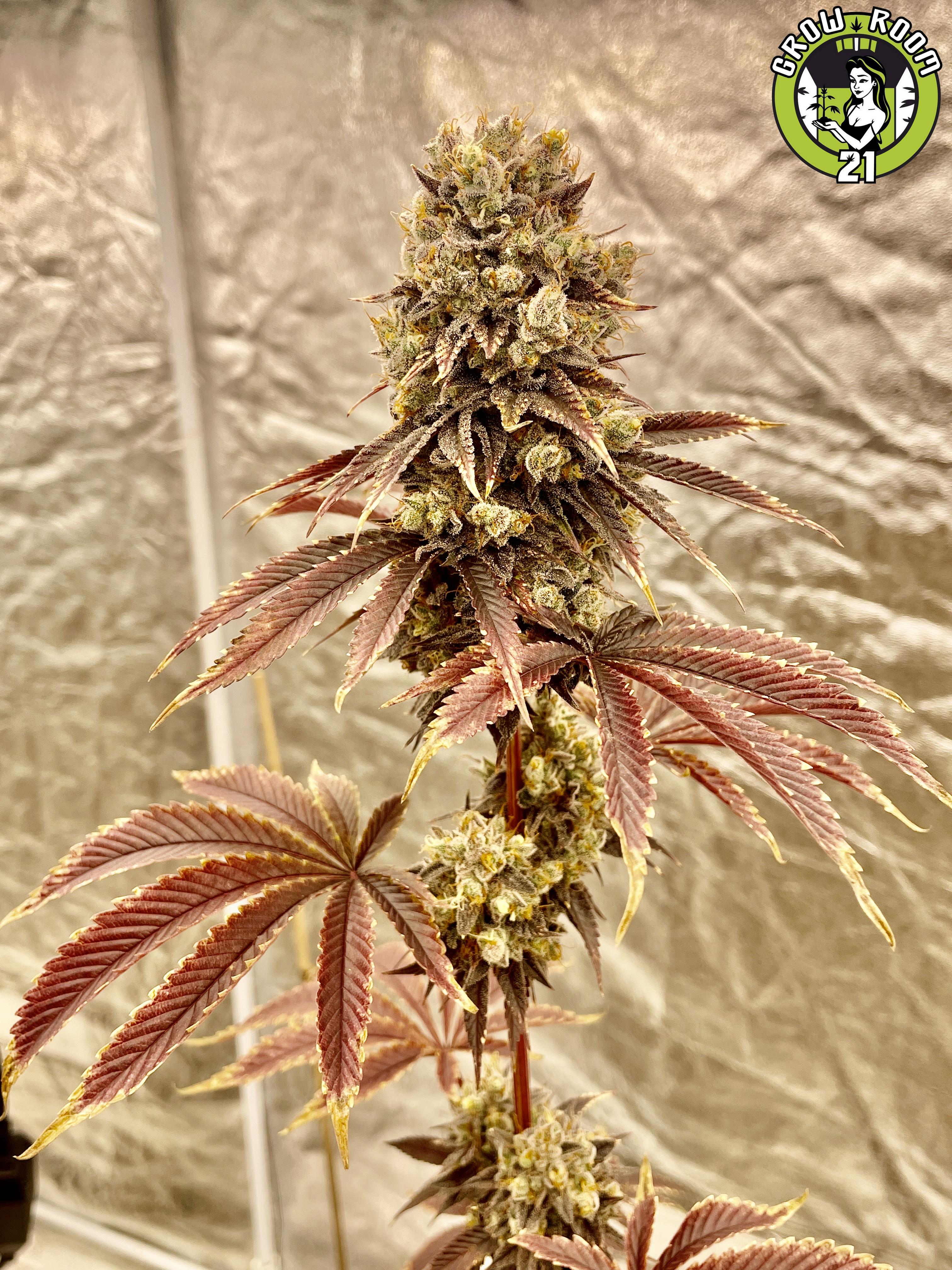 Bild von Mango Papaya