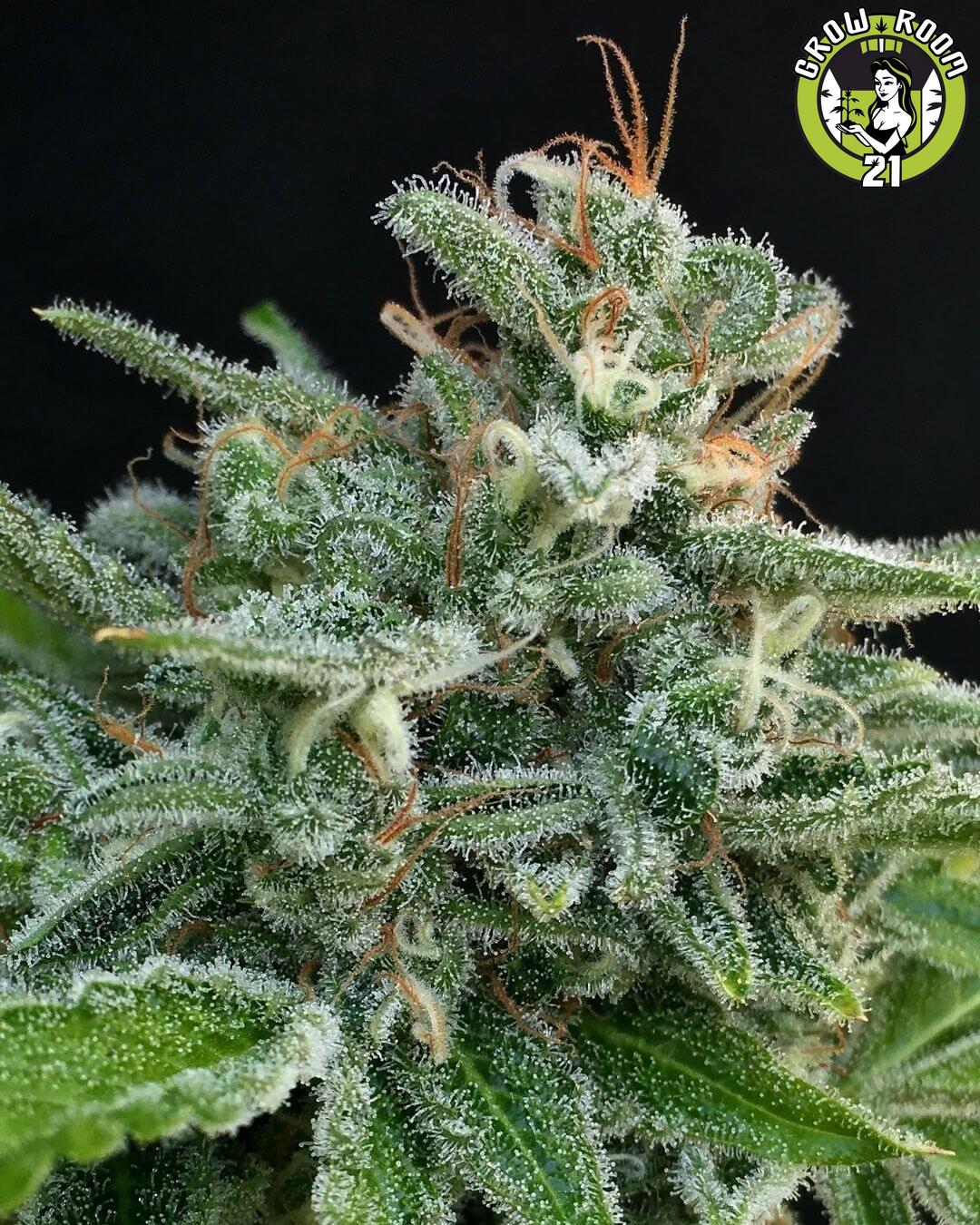 Bild von Master Cookies