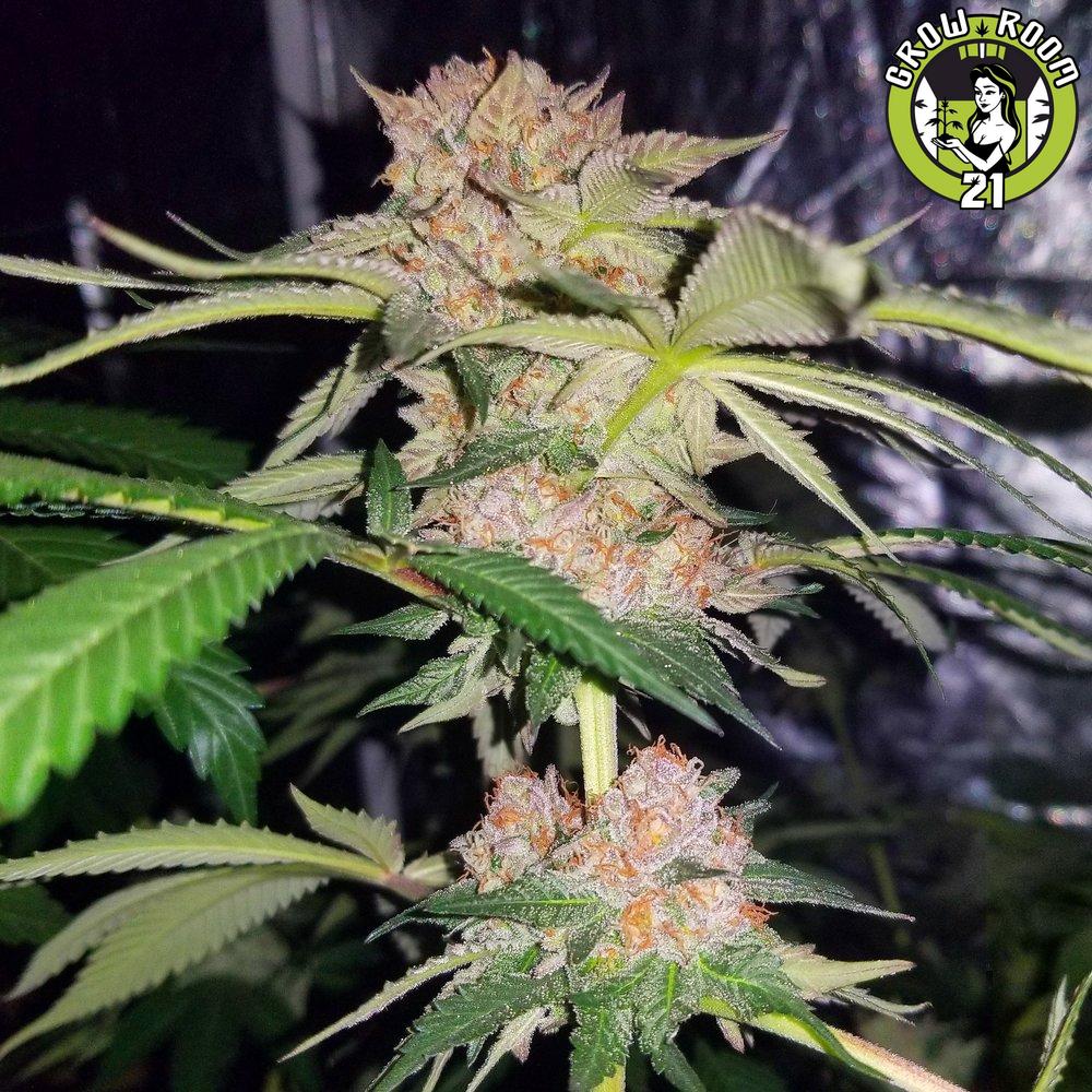 Mimosa Zkittlez | Forbidden Genetics | Seedfinder